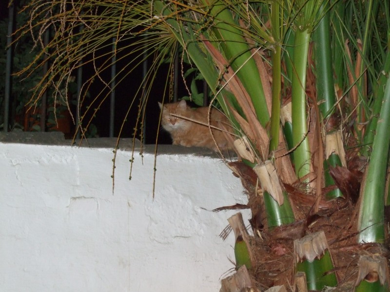 Anadalusien 2009 - 1021 